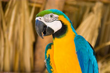 belize_zoo